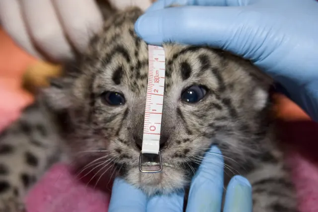 Gloved hands measuring a snow leopard cub's head during a health exam