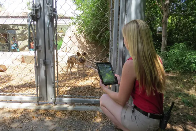 A researcher recording animal behavior on a tablet outside an enclosure